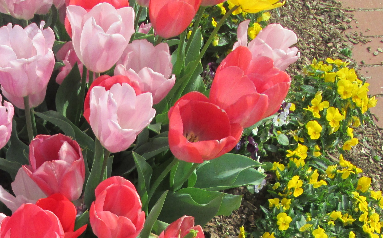 North Carolina flowers tulips